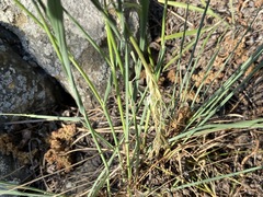 Piptatherum holciforme