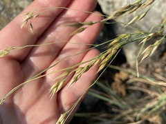 Piptatherum holciforme