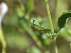 Pyrausta inornatalis