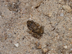 Leptodactylus troglodytes