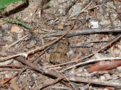 Leptodactylus troglodytes