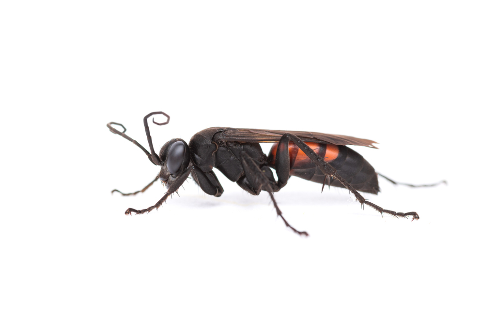 Spider Wasps
