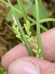 Carex gracilescens