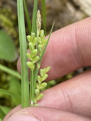 Carex gracilescens
