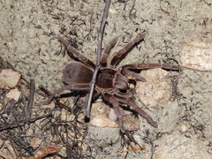 Acanthoscurria natalensis