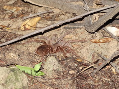 Acanthoscurria natalensis