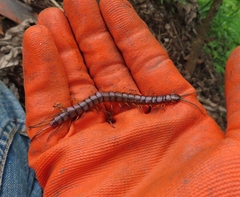 Scolopendra alternans
