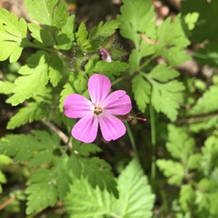 Geranium robertianum