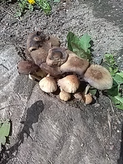 Coprinellus micaceus