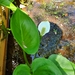 photo of Wild Calla (Calla palustris)