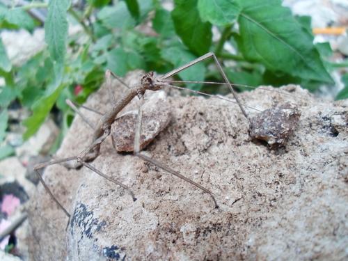 Diapheromeridae