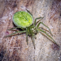 Green Meshweaver - Photo (c) Sergiu Andreev, some rights reserved (CC BY-NC), uploaded by Sergiu Andreev