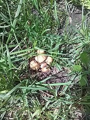 Coprinellus micaceus