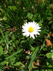 Bellis perennis