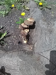 Coprinellus micaceus