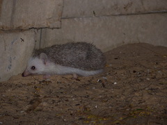 Atelerix albiventris