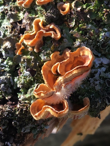 iNaturalist observation photo of hairy curtain crust