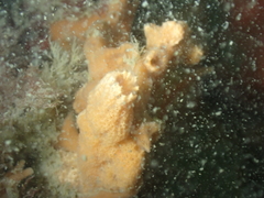 Ulosa digitata