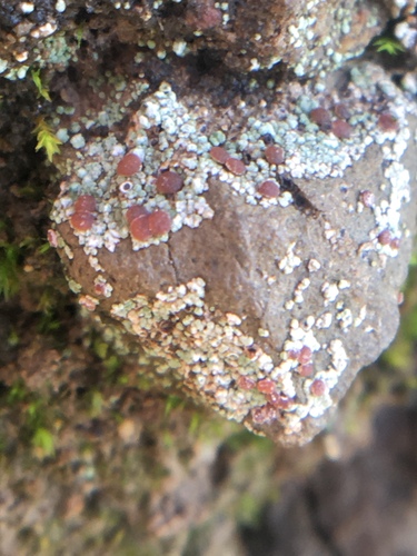 iNaturalist observation photo of Trapelia coarctata