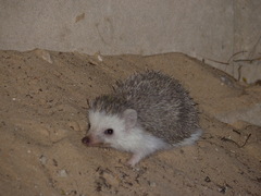 Atelerix albiventris