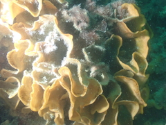 Pentapora foliacea
