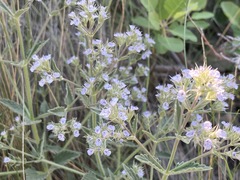 Nepeta parviflora