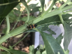 Oncopeltus cingulifer