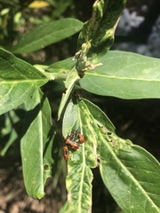 Oncopeltus cingulifer