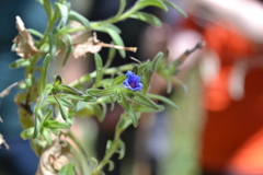 Glandora diffusa