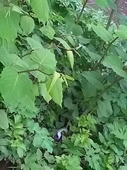 Reynoutria × bohemica