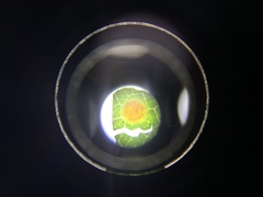 Pucciniales