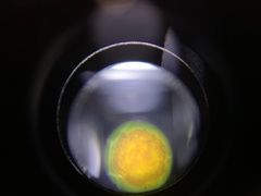 Pucciniales