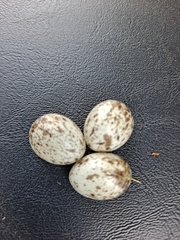 Passer domesticus domesticus