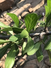 Jatropha dioica