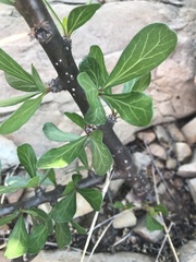 Jatropha dioica