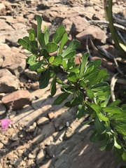 Jatropha dioica