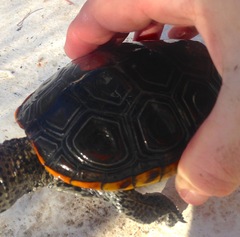 Malaclemys terrapin pileata