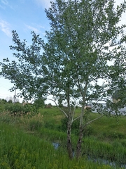 Populus × canescens