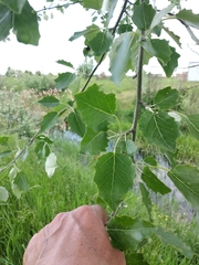 Populus × canescens