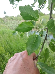 Populus × canescens
