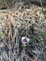 Calochortus elegans nanus