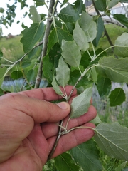 Populus × canescens