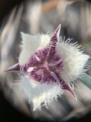 Calochortus elegans nanus