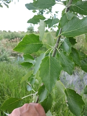 Populus × canescens