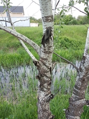 Populus × canescens