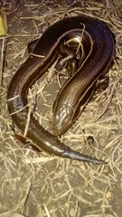Aspronema dorsivittatum