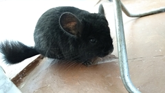 Chinchilla