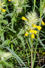 Melampyrum carstiense