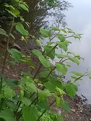 Reynoutria × bohemica