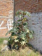 Ricinus communis